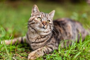 Un chat sur une pelouse