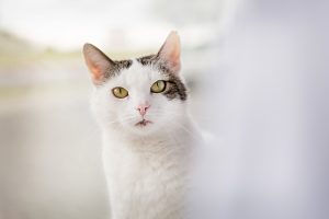 Un chat blanc avec une tache à l'œil