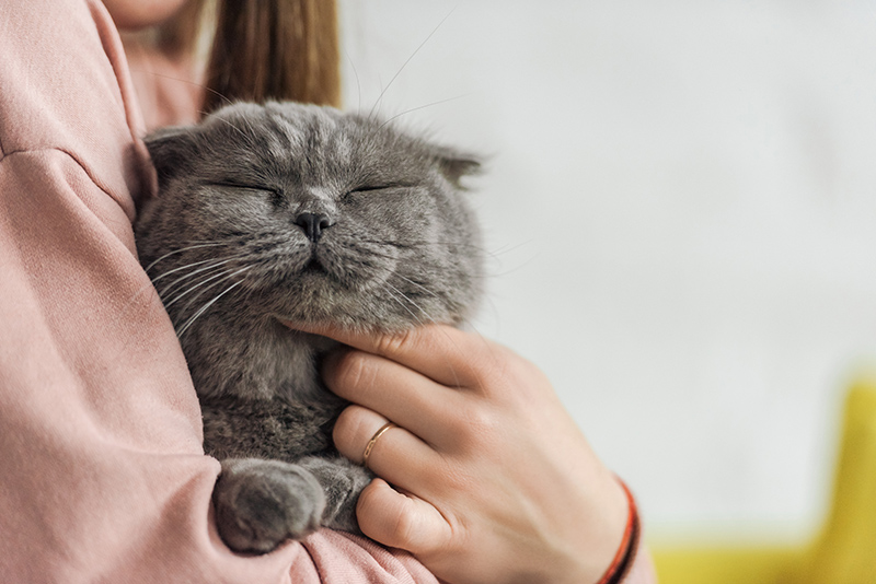 Un chat gris dans des bras